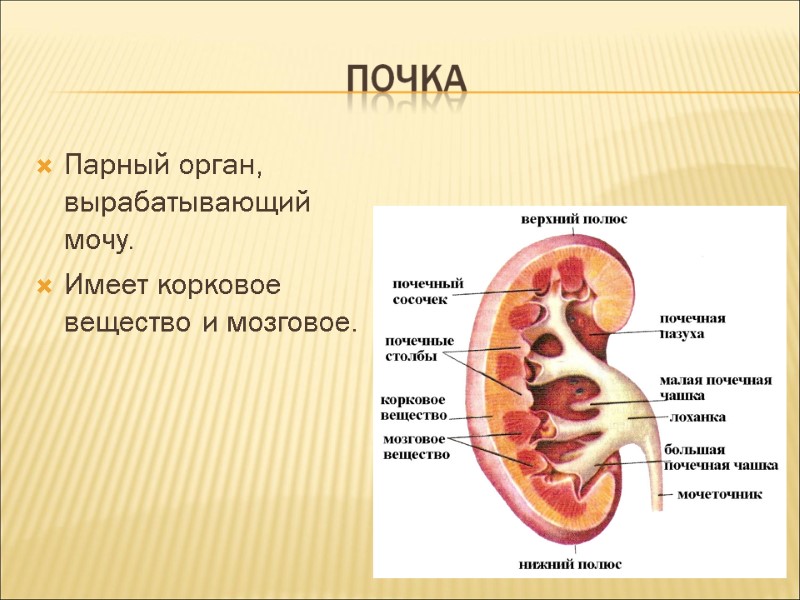 Парный орган, вырабатывающий мочу. Имеет корковое вещество и мозговое.